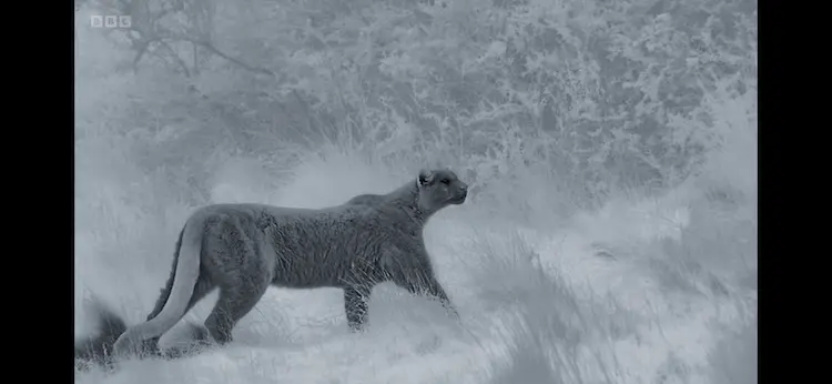 South American cougar (Puma concolor concolor) as shown in Frozen Planet II - Frozen Peaks
